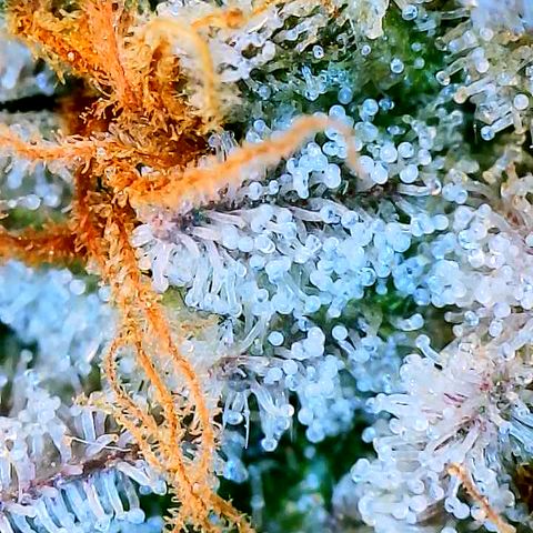 Lemon Cherry Gelato x Black Velvet #1 growlog timeline photo