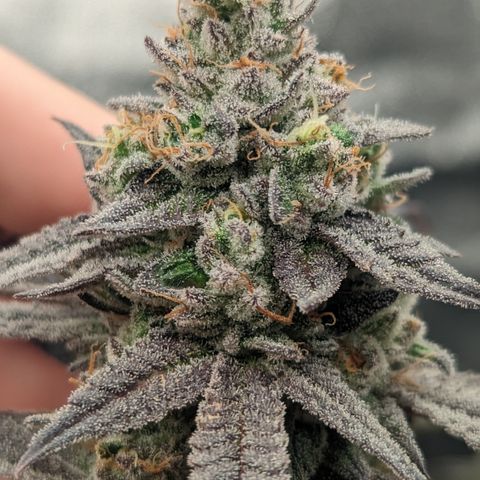 Lemon Cherry Gelato x Black Velvet #1 growlog timeline photo