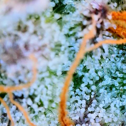 Lemon Cherry Gelato x Black Velvet #1 growlog timeline photo