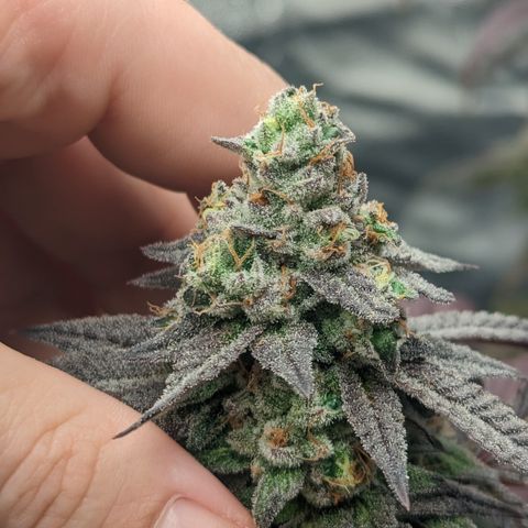 Lemon Cherry Gelato x Black Velvet #1 growlog timeline photo