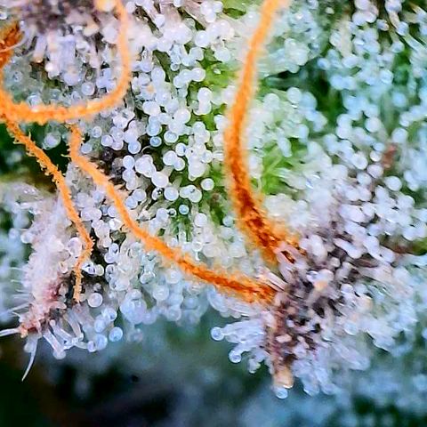 Lemon Cherry Gelato x Black Velvet #1 growlog timeline photo