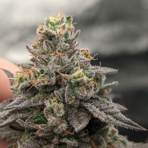 Lemon Cherry Gelato x Black Velvet #1 growlog timeline photo