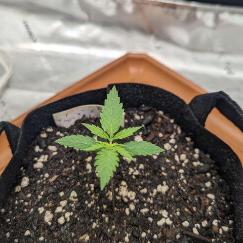 Durban Poison growlog timeline photo