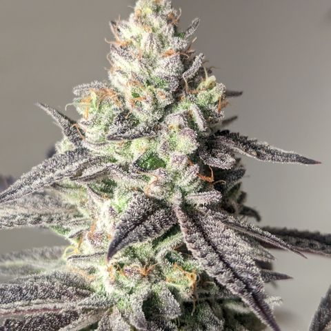 Lemon Cherry Gelato x Black Velvet #1 growlog photo: Flush 