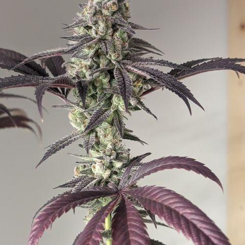 Lemon Cherry Gelato x Black Velvet #1 growlog photo: Flush 
