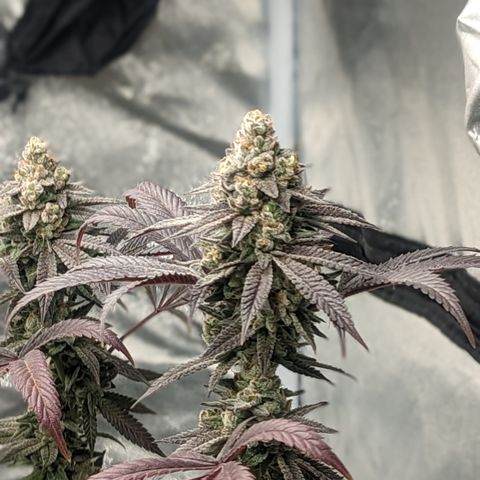 Lemon Cherry Gelato x Black Velvet #1 growlog photo: Flush 