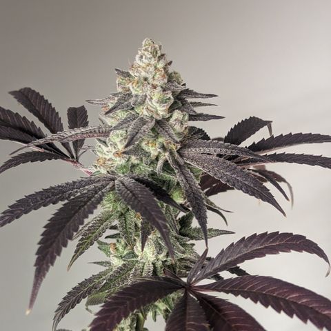Lemon Cherry Gelato x Black Velvet #1 growlog photo: Flush 