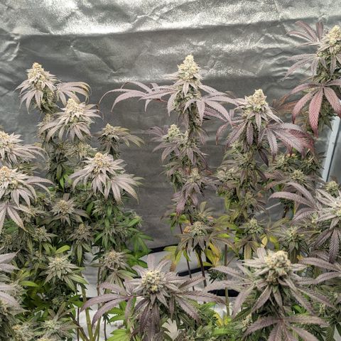 Lemon Cherry Gelato x Black Velvet #1 growlog photo: Flush 