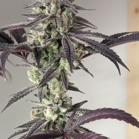 Lemon Cherry Gelato x Black Velvet #1 growlog photo: Flush 