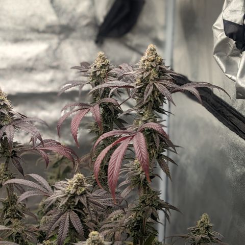 Lemon Cherry Gelato x Black Velvet #1 growlog photo: Flush 