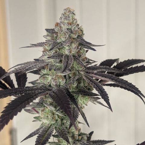 Lemon Cherry Gelato x Black Velvet #1 growlog photo: Flush 