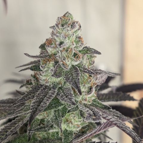 Lemon Cherry Gelato x Black Velvet #1 growlog photo: Flush 