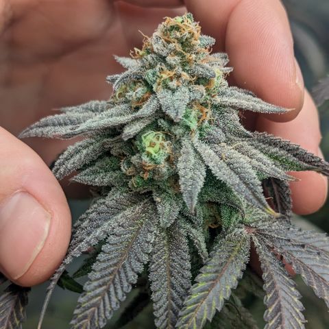 Lemon Cherry Gelato x Black Velvet #1 growlog timeline photo