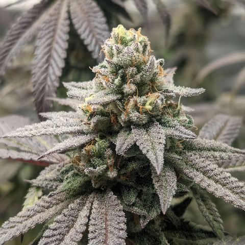 Lemon Cherry Gelato x Black Velvet #1 growlog timeline photo