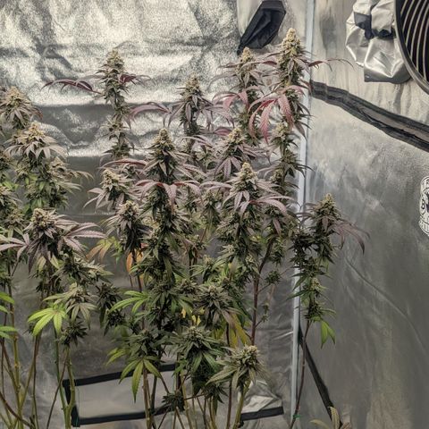 Lemon Cherry Gelato x Black Velvet #1 growlog timeline photo