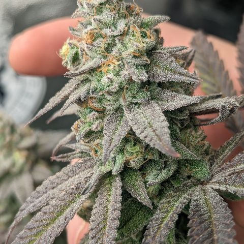Lemon Cherry Gelato x Black Velvet #1 growlog timeline photo