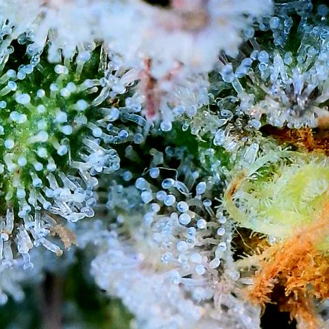 Lemon Cherry Gelato x Black Velvet #1 growlog timeline photo