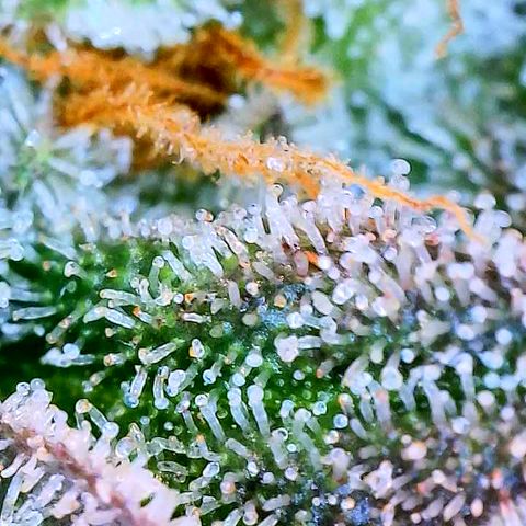 Lemon Cherry Gelato x Black Velvet #1 growlog timeline photo