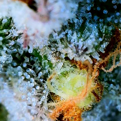 Lemon Cherry Gelato x Black Velvet #1 growlog timeline photo