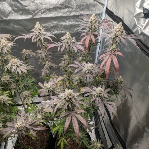 Lemon Cherry Gelato x Black Velvet #1 growlog timeline photo