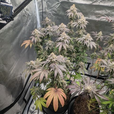 Lemon Cherry Gelato x Black Velvet #1 growlog timeline photo
