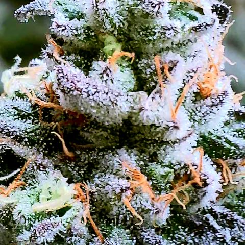 Lemon Cherry Gelato x Black Velvet #1 growlog timeline photo