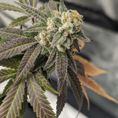 Lemon Cherry Gelato x Black Velvet #1 growlog timeline photo