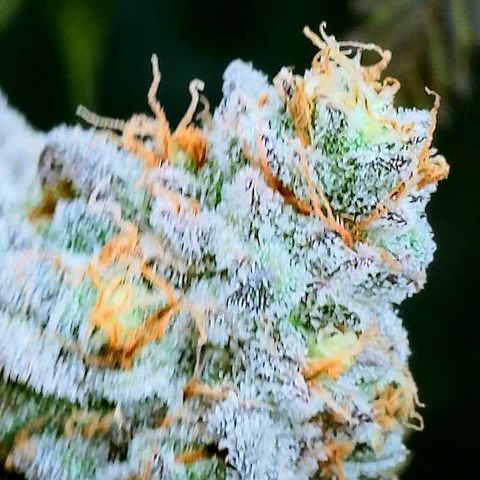 Lemon Cherry Gelato x Black Velvet #1 growlog timeline photo