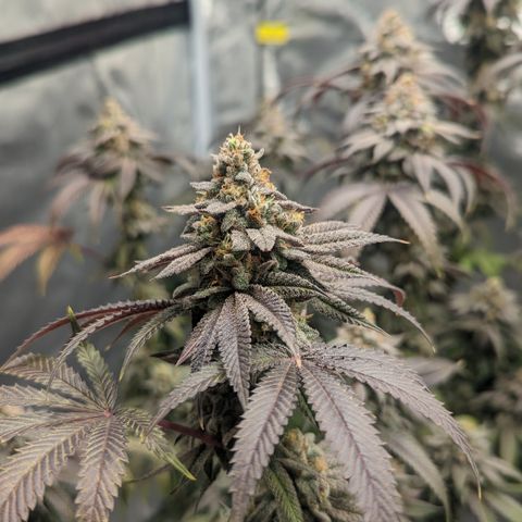 Lemon Cherry Gelato x Black Velvet #1 growlog timeline photo