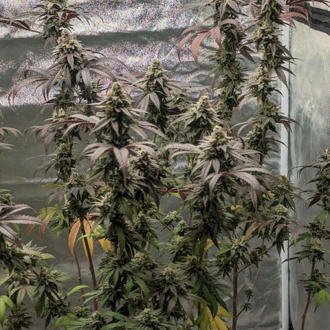 Lemon Cherry Gelato x Black Velvet #1 growlog timeline photo