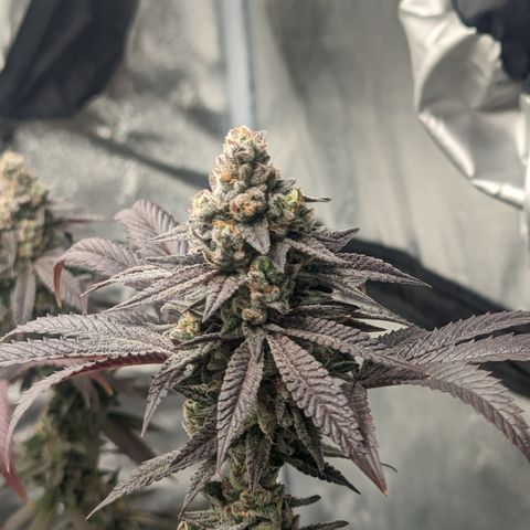 Lemon Cherry Gelato x Black Velvet #1 growlog timeline photo
