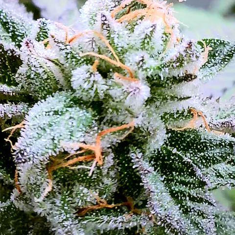Lemon Cherry Gelato x Black Velvet #1 growlog timeline photo