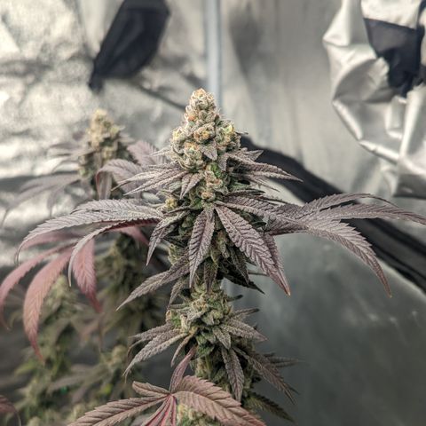 Lemon Cherry Gelato x Black Velvet #1 growlog timeline photo