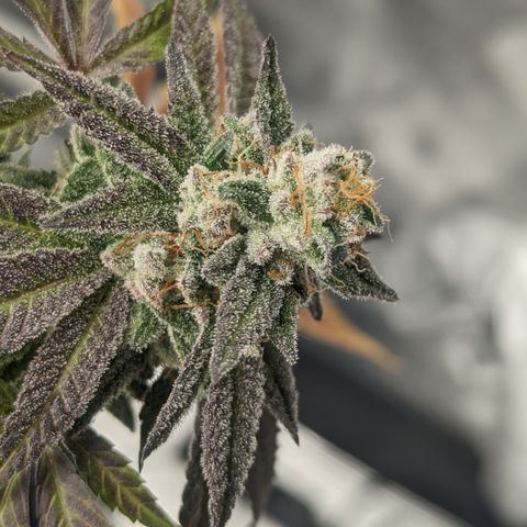 Lemon Cherry Gelato x Black Velvet #1 growlog timeline photo