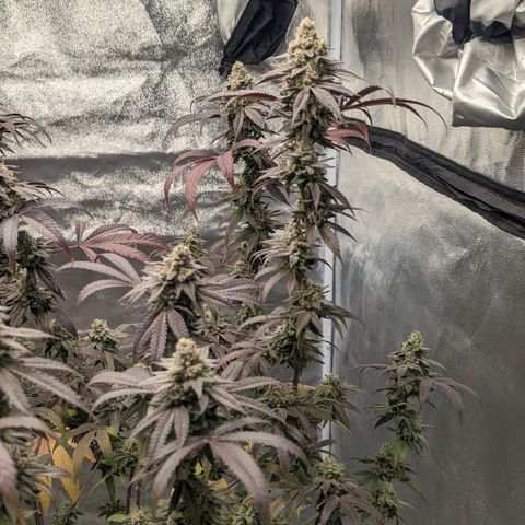 Lemon Cherry Gelato x Black Velvet #1 growlog timeline photo