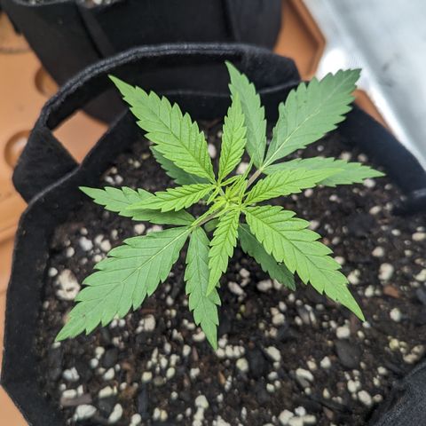 Durban Poison growlog timeline photo