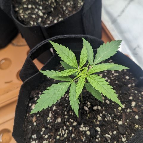 Durban Poison growlog timeline photo