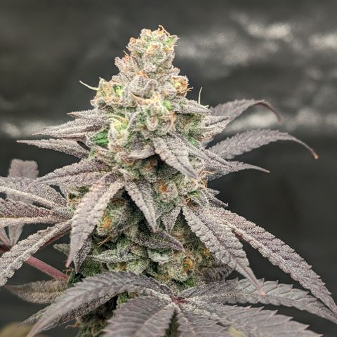 Lemon Cherry Gelato x Black Velvet #1 growlog timeline photo