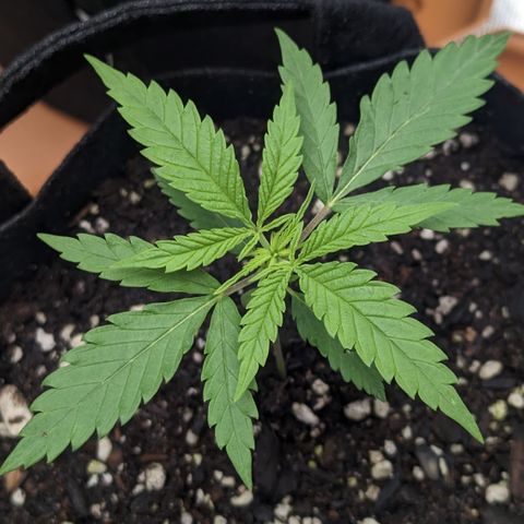 Durban Poison growlog timeline photo