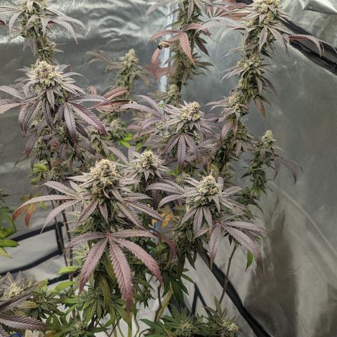 Lemon Cherry Gelato x Black Velvet #1 growlog timeline photo