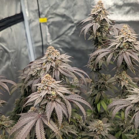 Lemon Cherry Gelato x Black Velvet #1 growlog timeline photo