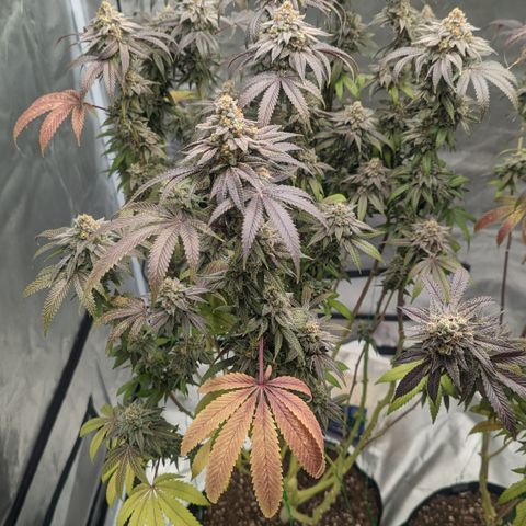 Lemon Cherry Gelato x Black Velvet #1 growlog timeline photo