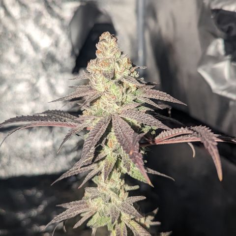 Lemon Cherry Gelato x Black Velvet #1 growlog timeline photo