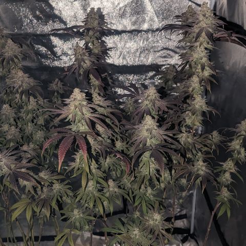 Lemon Cherry Gelato x Black Velvet #1 growlog timeline photo