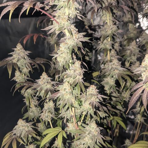 Lemon Cherry Gelato x Black Velvet #1 growlog timeline photo