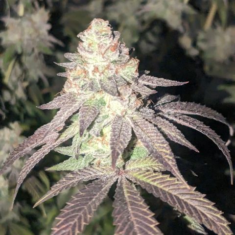 Lemon Cherry Gelato x Black Velvet #1 growlog timeline photo