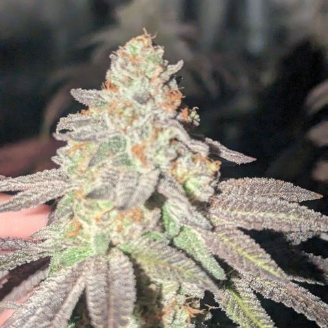 Lemon Cherry Gelato x Black Velvet #1 growlog timeline photo