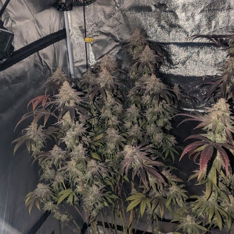 Lemon Cherry Gelato x Black Velvet #1 growlog timeline photo