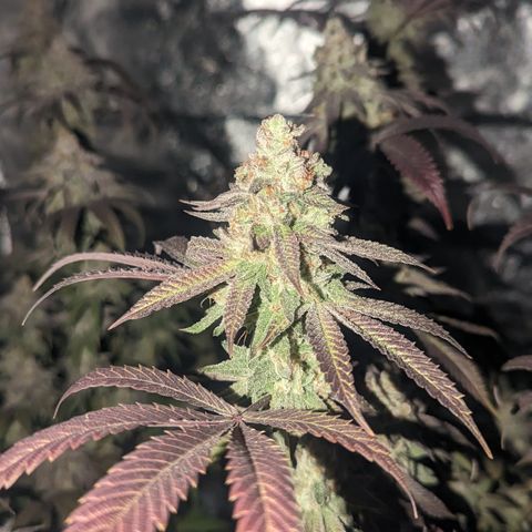 Lemon Cherry Gelato x Black Velvet #1 growlog timeline photo