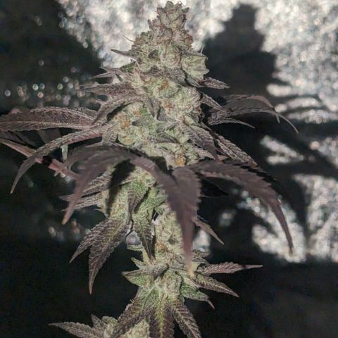 Lemon Cherry Gelato x Black Velvet #1 growlog timeline photo